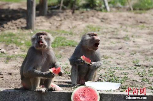 什么动物吃瓜角