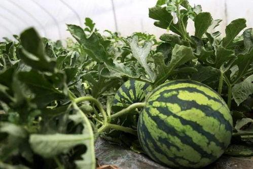 总在吃瓜的路上,总在吃瓜路上的娱乐圈风云录