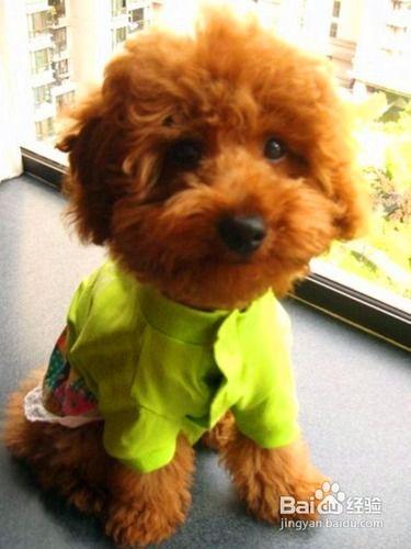 20斤泰迪吃哈密瓜好吗,20斤泰迪犬适量食用哈密瓜的益处与注意事项