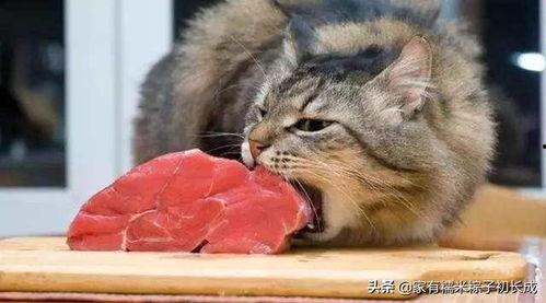 开瓶猫吃瓜,揭秘娱乐圈的幕后故事
