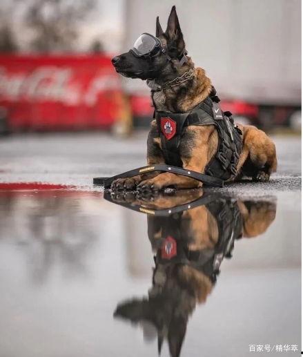 警犬吃瓜视频播放,萌态可掬引网友热议