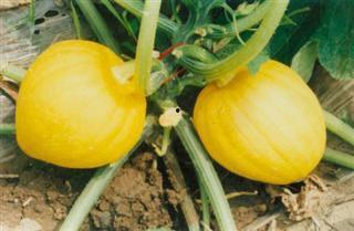 瓜栗的果子怎么吃,瓜栗果子的美味食法揭秘