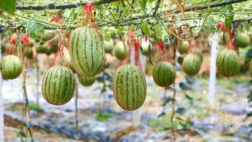 湖远行吃瓜,一场别开生面的吃瓜之旅