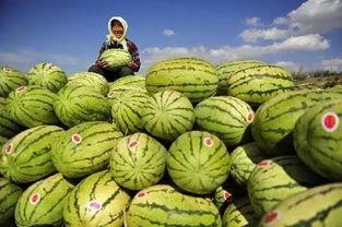 中卫过年民俗吃瓜,民俗盛宴中的瓜果飘香