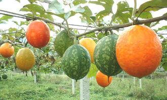 吊瓜馅儿怎么吃,吊瓜馅儿的多重食法探索