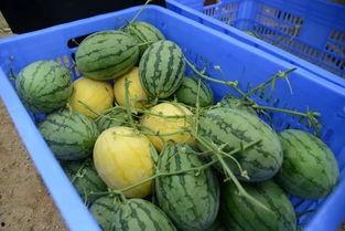 黄金岛吃瓜,揭秘神秘岛屿的奇幻冒险与瓜界风云