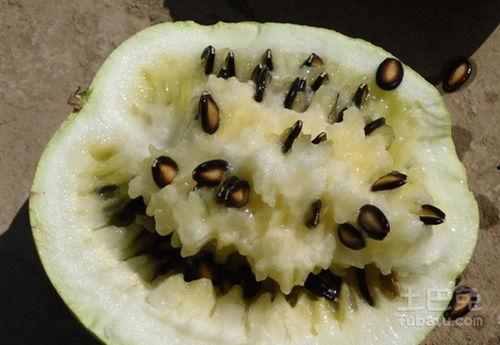 孕吐吃籽瓜,籽瓜食疗新选择