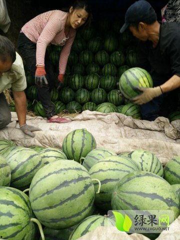 临邑最近吃瓜新闻,最新吃瓜新闻大盘点