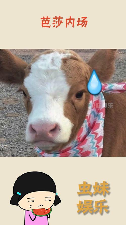 抖音吃瓜合集婴儿,婴儿视角下的趣味生活瞬间