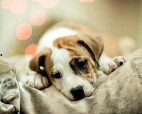 狗子吃瓜素材图片大全,盘点萌宠吃瓜瞬间