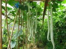 吃蛇瓜电影,惊悚食人传说