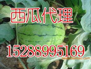 安丘贾戈吃瓜,一场吃瓜盛宴背后的故事