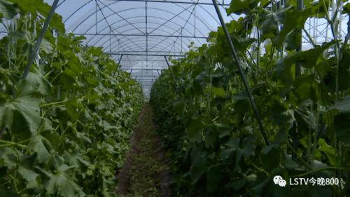 西昌邦驭吃瓜,一场吃瓜盛宴背后的故事