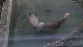 吃瓜狼dm,揭秘娱乐圈背后的秘密与真相