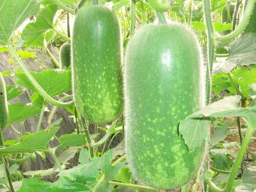 张嬢嬢吃瓜,揭秘娱乐圈幕后故事