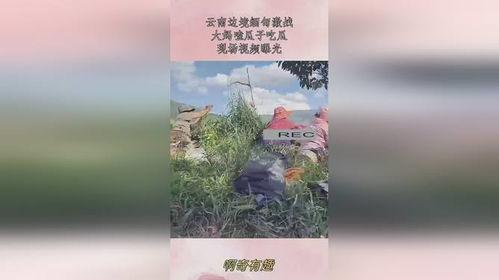 云南缅甸吃瓜大妈,吃瓜大妈的悠闲生活剪影