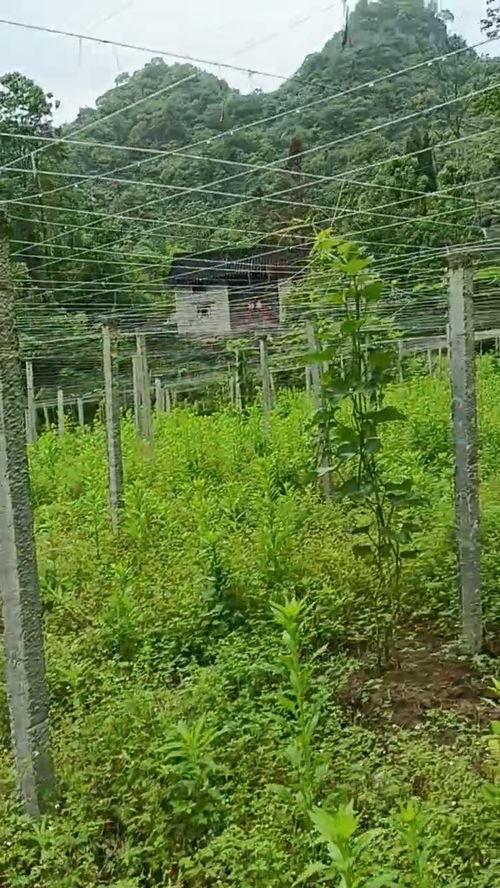 吃瓜桌面,揭秘网络热议背后的真相与趣味