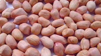 mt蜜糖吃瓜,揭秘网红吃瓜背后的甜蜜诱惑