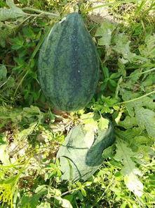 附近吃瓜视频,附近吃瓜视频背后的热门话题与趣味瞬间