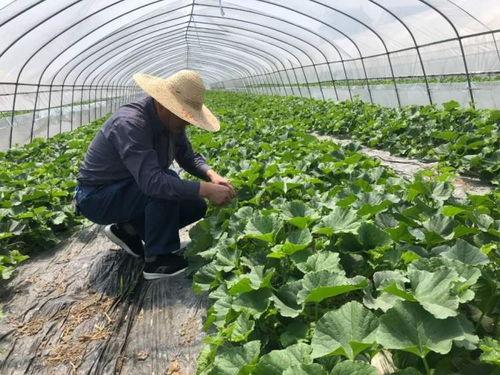 吃瓜群众童年的记忆,那些年我们一起“吃瓜”的记忆