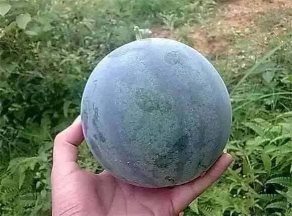 吃籽瓜会发胖吗,吃籽瓜真的会让人发胖吗？揭秘籽瓜的营养与热量