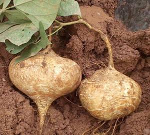 熟土瓜怎么吃,解锁美味新体验