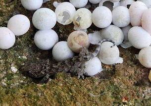 壁虎吃小瓜吗,揭秘它们是否吃小瓜