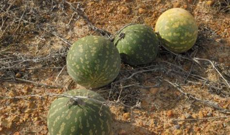 吃瓜的人在瓜中,揭秘吃瓜群众的趣味世界